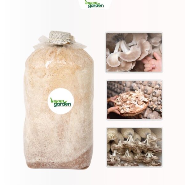 Phôi nấm bào ngư xám hữu cơ