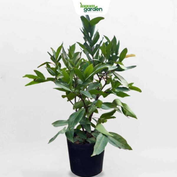 Cây mận đỏ An Phước giống hữu cơ trồng chậu