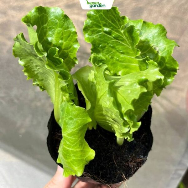 Combo 10 Xà lách búp Ý hữu cơ chậu nhỏ