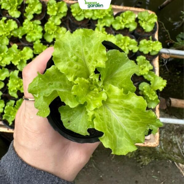 Combo 10 Xà lách Innocent hữu cơ chậu nhỏ