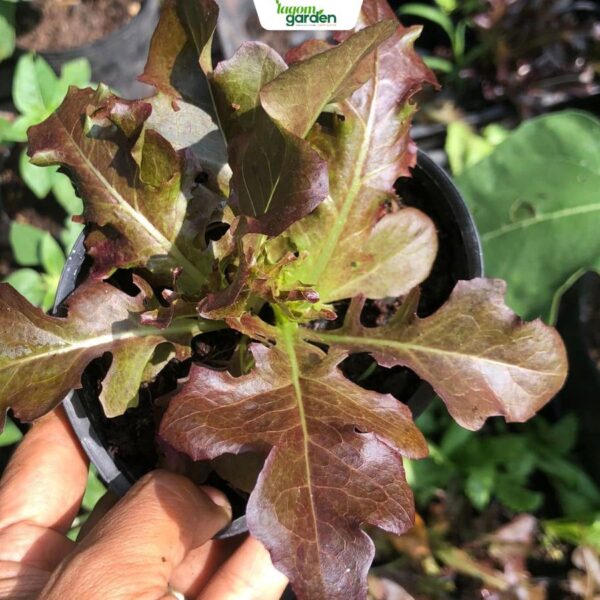 Combo 10 xà lách oakleaf đỏ hữu cơ chậu nhỏ trồng tại nhà