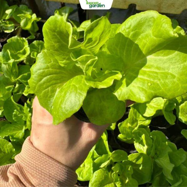 Combo 10 xà lách búp mỡ hữu cơ chậu nhỏ trồng tại nhà