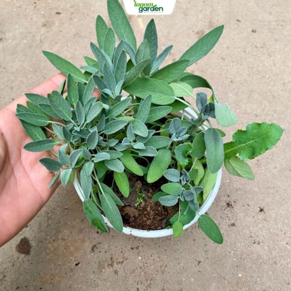 Chậu cây xô thơm xanh (Blue Sage) Size trung