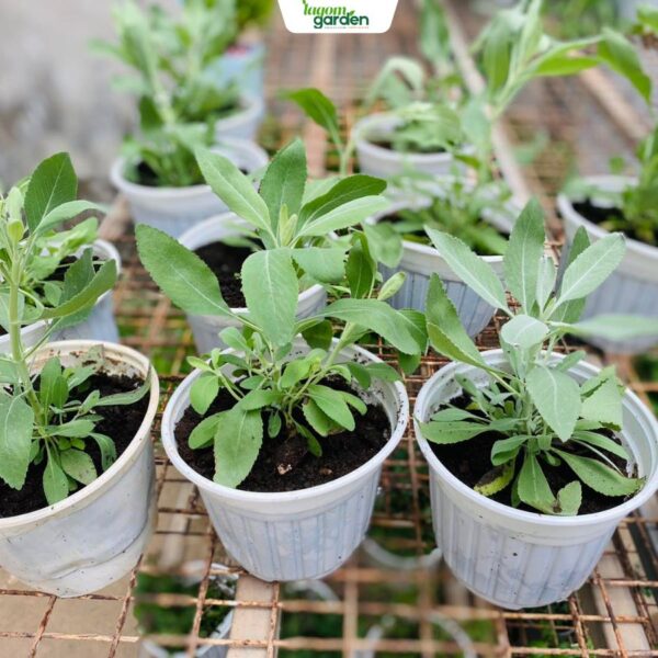 Chậu cây xô thơm trắng (White Sage) Size trung