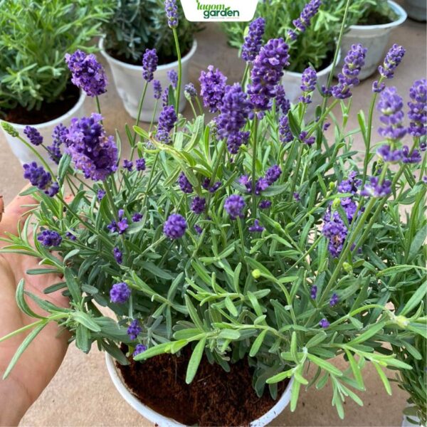 Chậu Hoa Lavender Costa Size trung