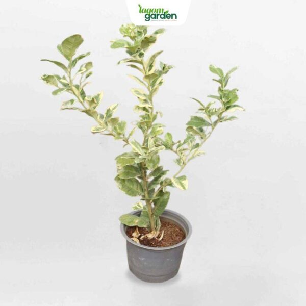 Cây chanh cẩm thạch hữu cơ trồng chậu