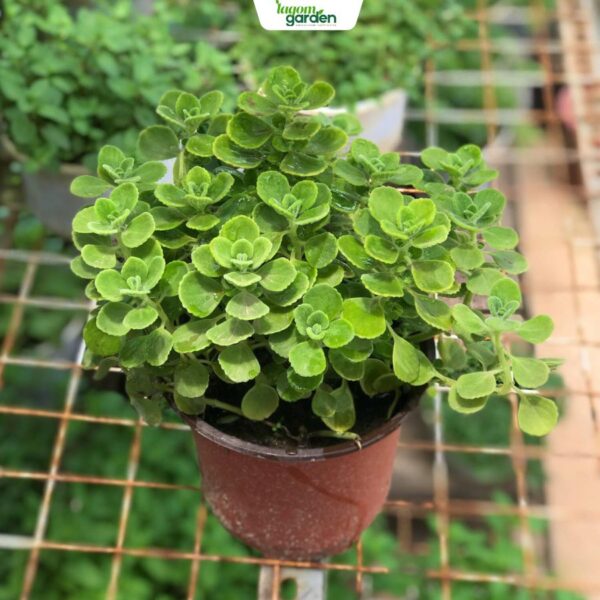 Chậu sen thơm (Nhất mạt hương) Size trung