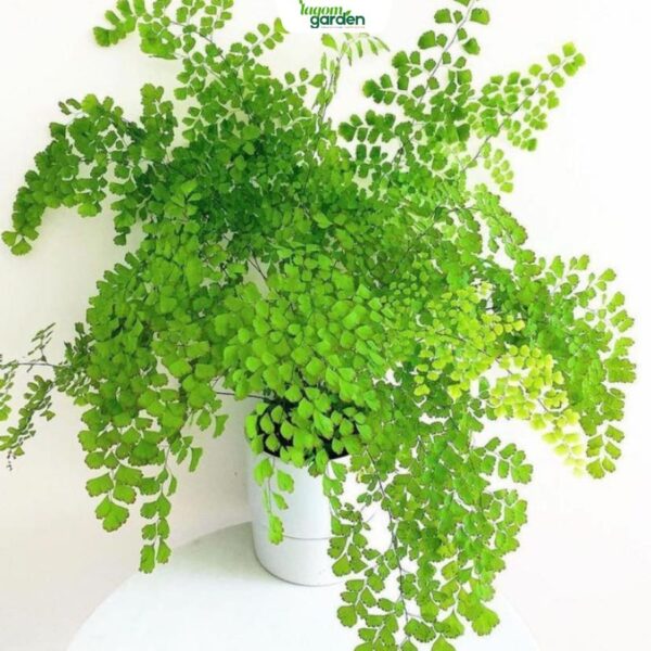 Chậu cây tóc thần vệ nữ Size trung