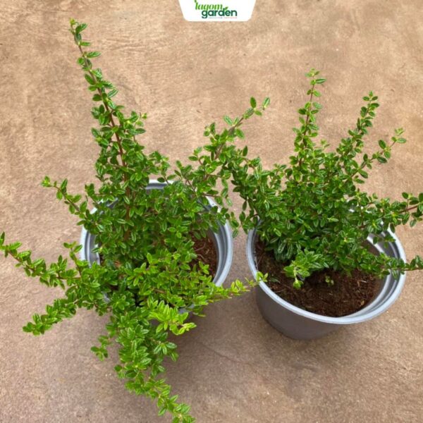 Chậu cây hàm hương Size trung