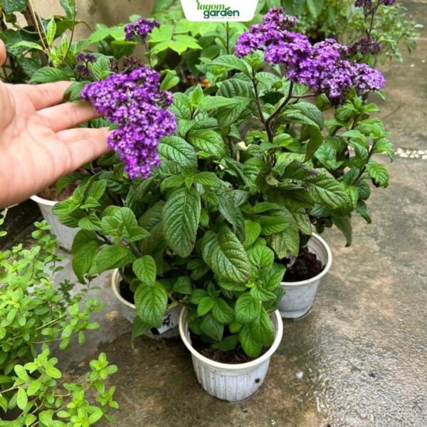 Chậu cây Vani vòi voi Size trung