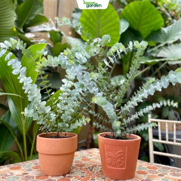 Chậu cây khuynh diệp lá bạc Size trung