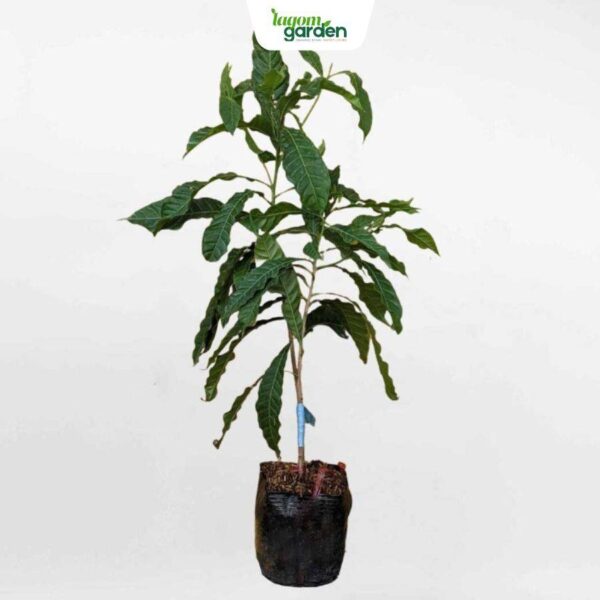 Cây vú sữa hoàng kim giống hữu cơ trồng chậu