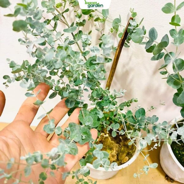 Chậu cây khuynh diệp lá táo Size trung