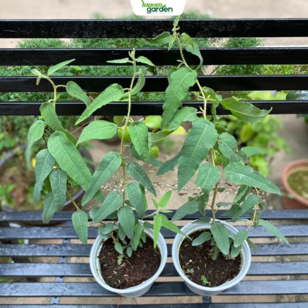 Chậu cây bạch đàn chanh Size trung