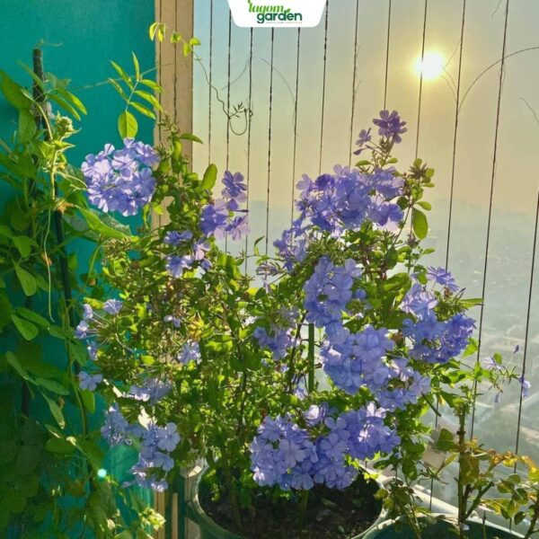 Chậu Thanh Hoa Xà Size Trung