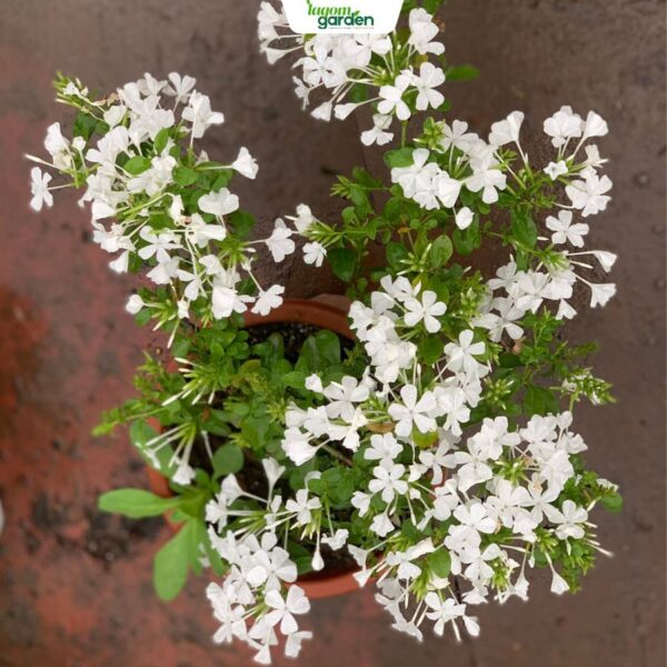 Chậu bạch hoa xà Size trung