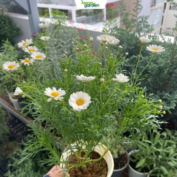 Chậu cúc họa mi Size trung