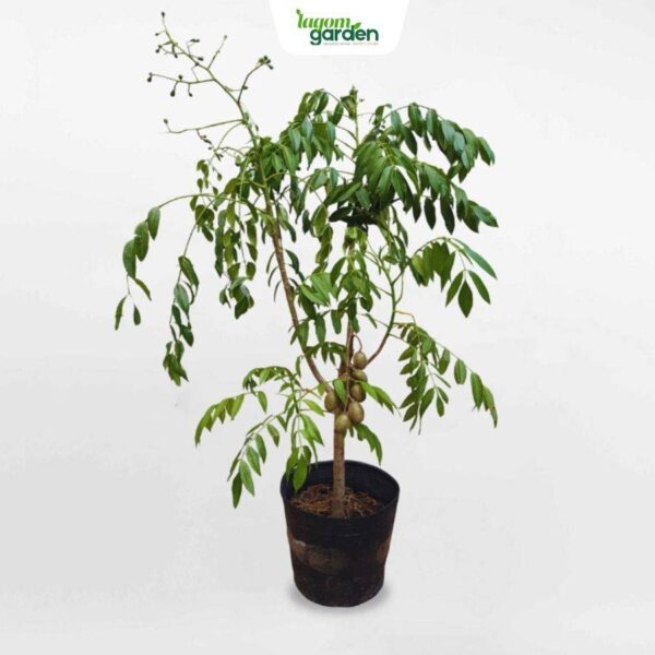 Cây cóc thái giống hữu cơ trồng chậu