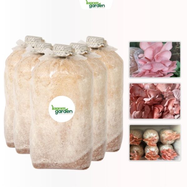 Combo 5 phôi nấm bào ngư trồng tại nhà