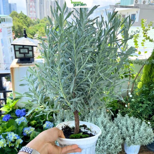 Chậu hoa lavender Goodwin Size trung