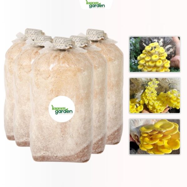 Combo 20 phôi nấm bào ngư hữu cơ trồng tại nhà