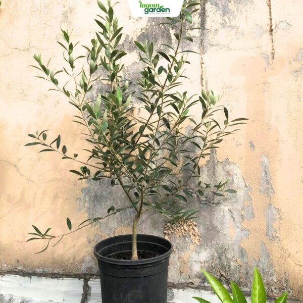 Chậu cây Olive size trung