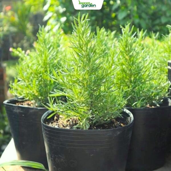 Chậu cây hương thảo (Rosemary) Size trung