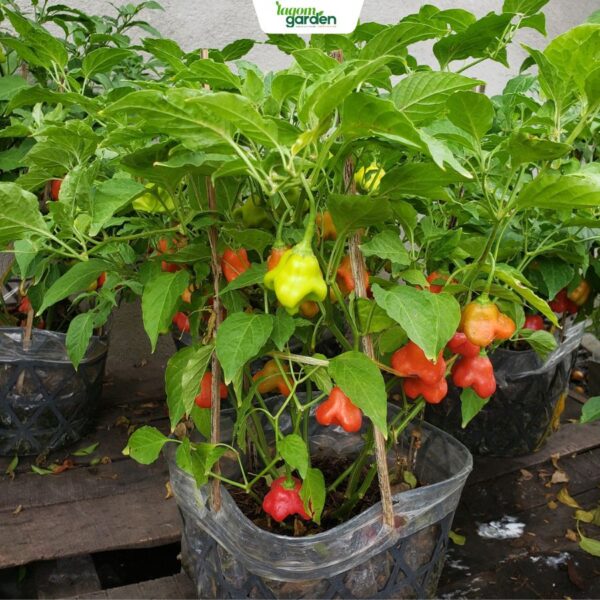 Chậu ớt hoa hồng hữu cơ Size trung