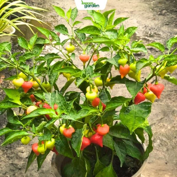 Chậu ớt trái tim hữu cơ Size trung