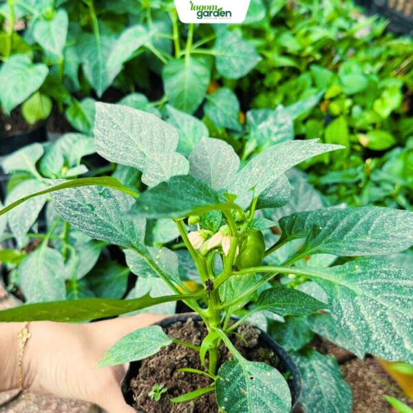 Chậu Cây Ớt Chuông Hữu Cơ  size trung