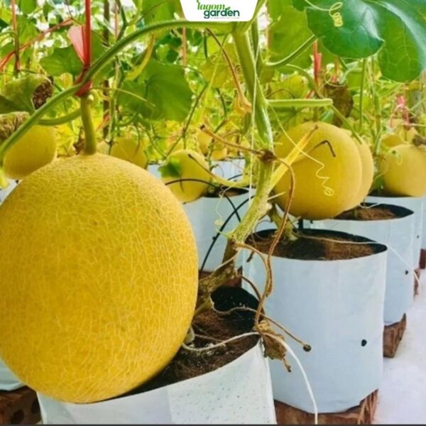 Túi trồng cây nylon đục lỗ 17cm x 33 cm (1KG)  45 - 47 túi/kg