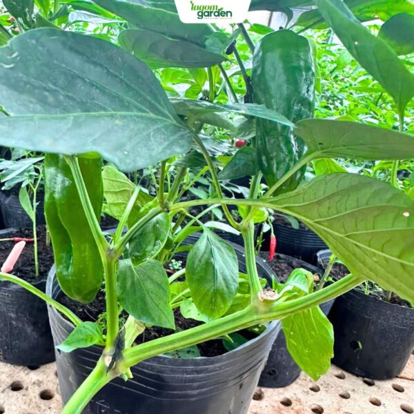 Chậu Cây Ớt Ngọt Pamelo Hữu Cơ Size Trung