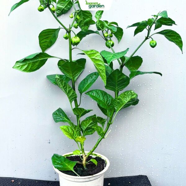 Chậu Ớt Habanero - Hơi Thở Của Rồng Hữu Cơ Trồng Chậu Tại Nhà