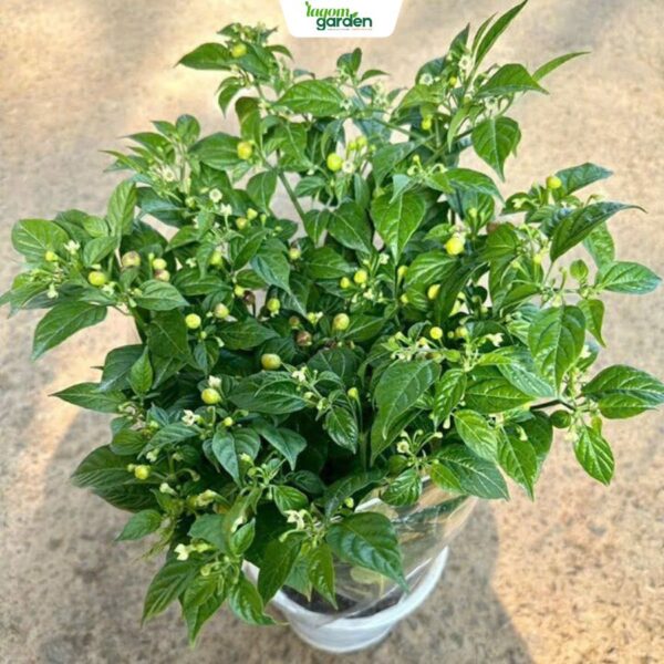 Chậu Ớt Peru Charapita hữu cơ trồng chậu Size trung