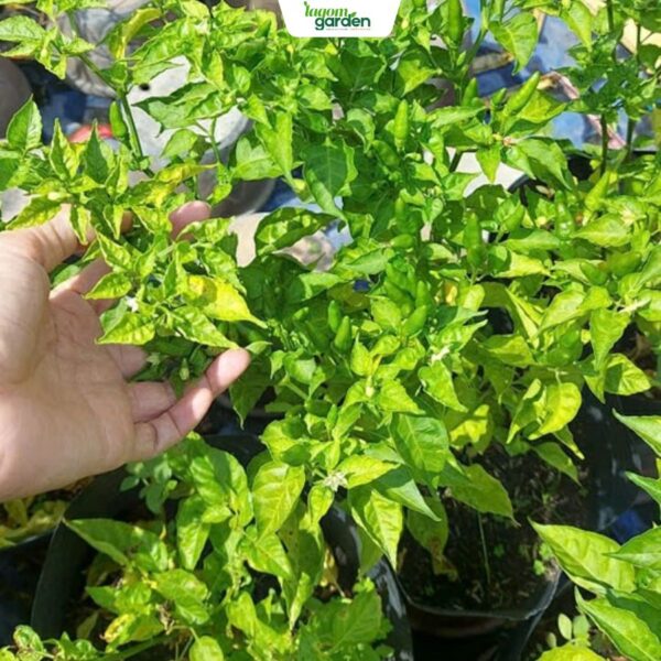 Chậu ớt xiêm xanh hữu cơ trồng chậu Size trung