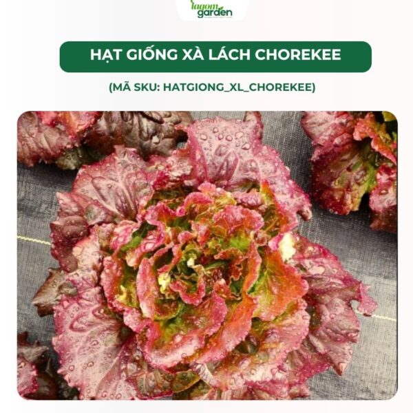 Hạt giống xà lách Chorekee chính hãng