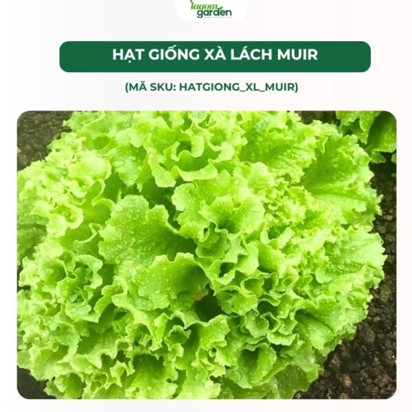 Hạt giống xà lách Muir chính hãng