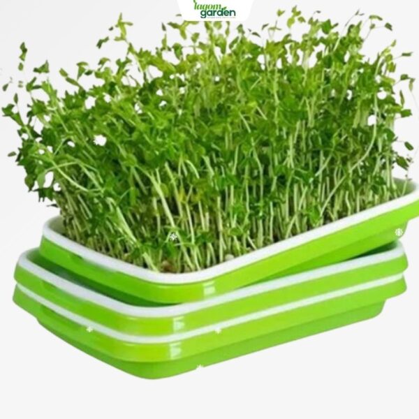 Khay trồng rau mầm thủy canh tại nhà