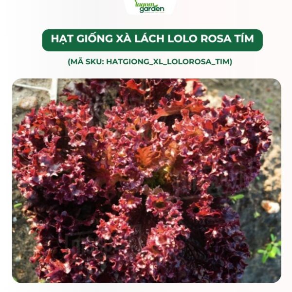 Hạt giống xà lách LoLo Rosa Tím chính hãng