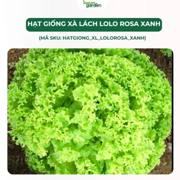 Hạt giống xà lách LoLo Rosa Xanh chính hãng