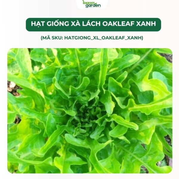Hạt giống xà lách oakeaf xanh chính hãng