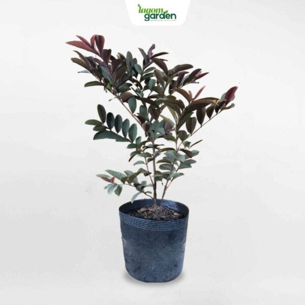 Cây ổi tím giống hữu cơ trồng chậu