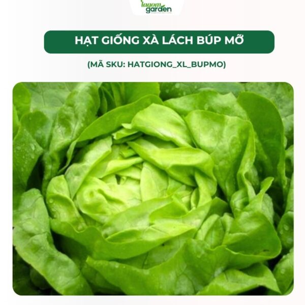 Hạt giống xà lách búp mỡ chính hãng