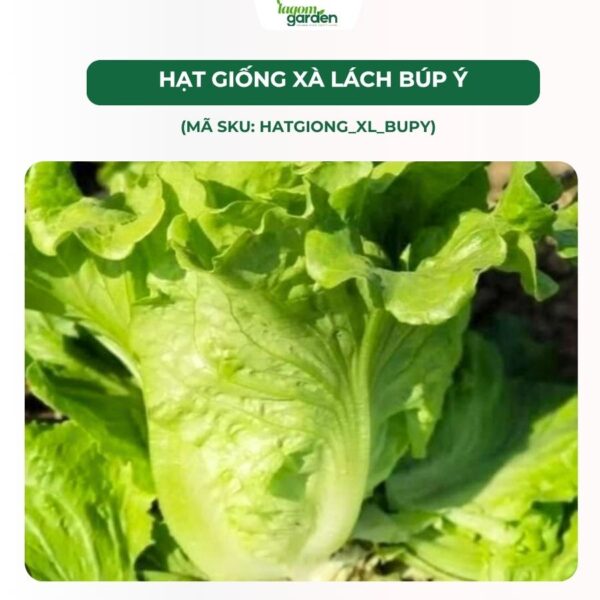 Hạt giống xà lách búp ý chính hãng