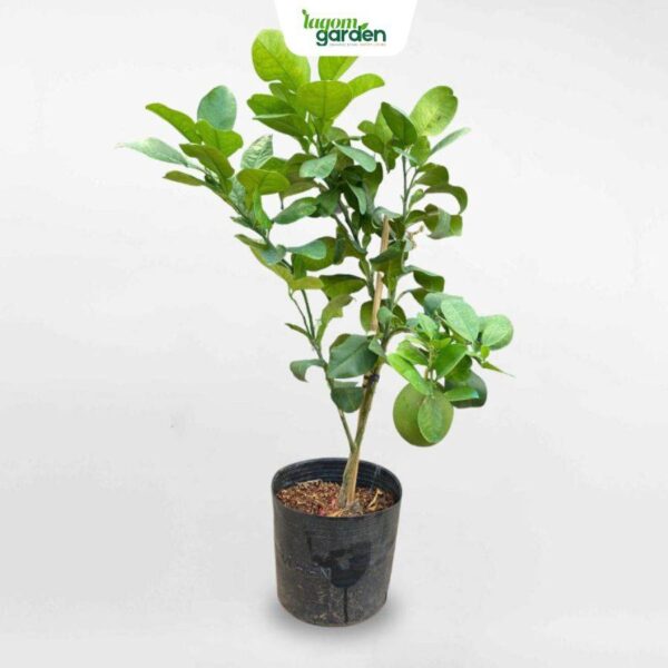 Cây bưởi da xanh hữu cơ giống trồng chậu