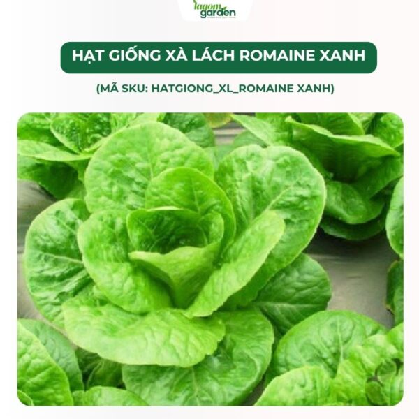Hạt giống xà lách Romaine chính hãng