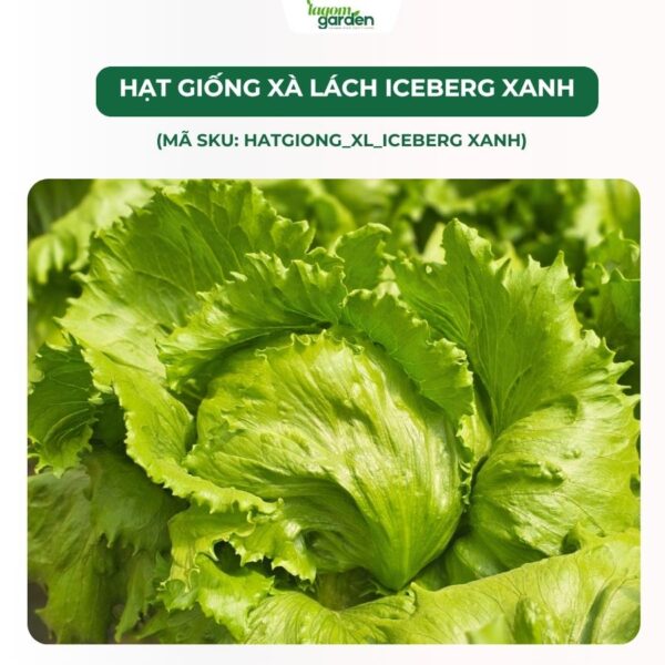 Hạt giống xà lách Iceberg xanh chính hãng