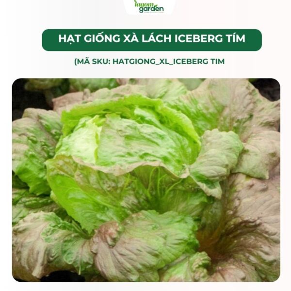 Hạt giống xà lách Iceberg tím chính hãng