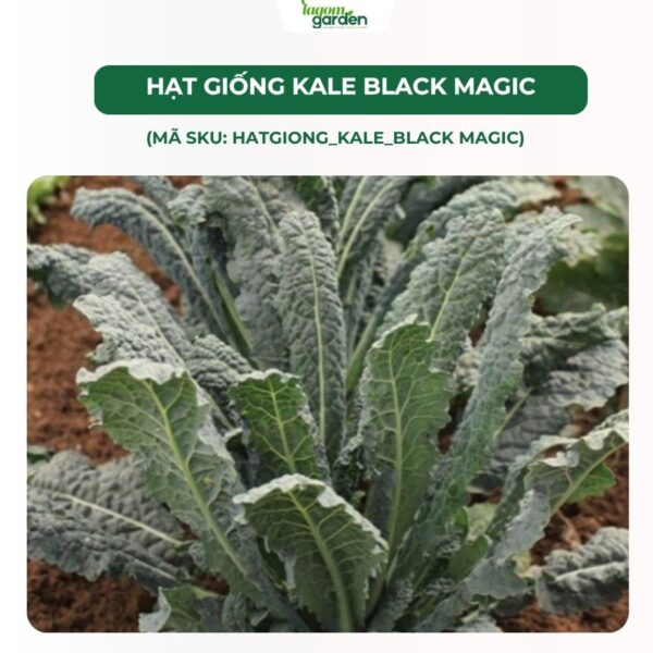Hạt giống cải kale khủng long Black Magic chính hãng