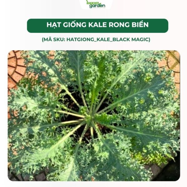 Hạt giống cải kale rong biển chính hãng